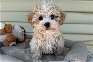 Eleanor - Havapoo for sale