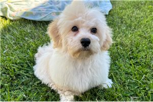 Shawn - puppy for sale