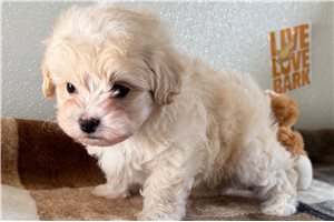 Shawn - Havapoo for sale