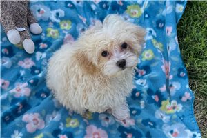 Aiden - Havapoo for sale