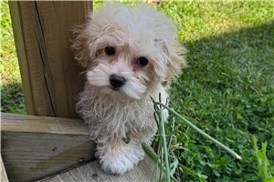 Aiden - puppy for sale