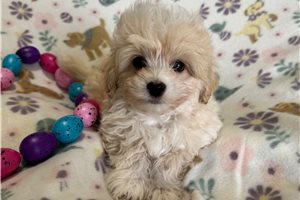 Akiro - Havapoo for sale