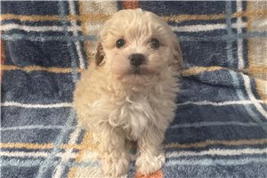 Akiro - Havapoo for sale