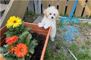 Aiden - puppy for sale