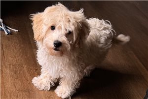 Emma - Havapoo for sale