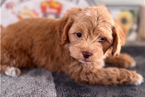 Neptune - puppy for sale