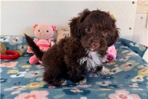 Priah - puppy for sale