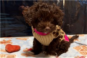 Priah - Shih-Poo for sale