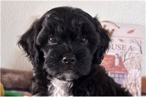 Nicolas - puppy for sale