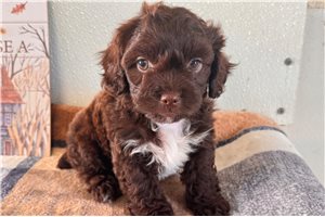 Newman - puppy for sale
