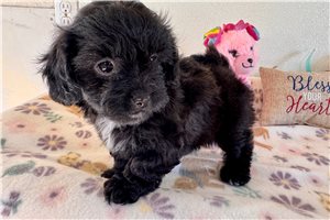 Nicolette - Shih-Poo - Shihpoo for sale