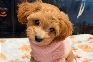 Nyla - Shih-Poo for sale