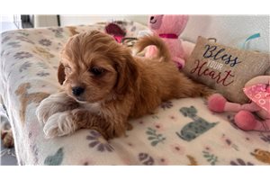 Narya - puppy for sale