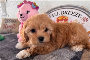 Nancy - puppy for sale