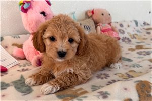 Nyla - Shih-Poo for sale