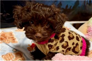 Priah - Shih-Poo - Shihpoo for sale