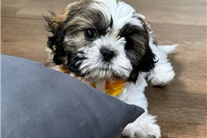Zazu - puppy for sale