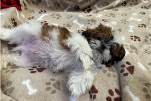 Zander - puppy for sale