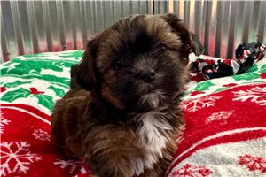 Declan - Shorkie for sale