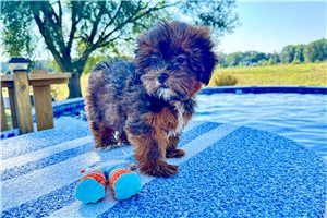 Angelica - Shorkie for sale
