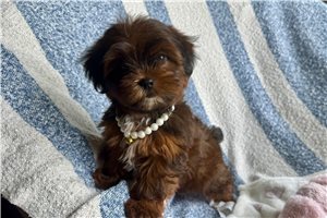 Angelica - Shorkie for sale