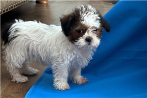 Nessi - Shorkie for sale