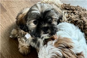 Huxley - Shorkie for sale