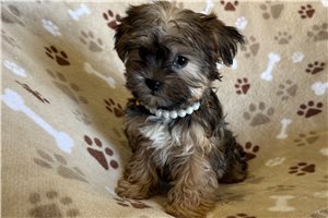 Olivia - Shorkie for sale
