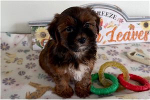 Elvis - Shorkie for sale