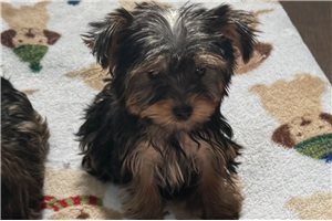 Caesar - Yorkshire Terrier - Yorkie for sale
