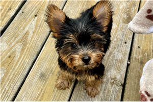 Emily - Yorkshire Terrier - Yorkie for sale