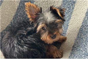Felix - Yorkshire Terrier - Yorkie for sale