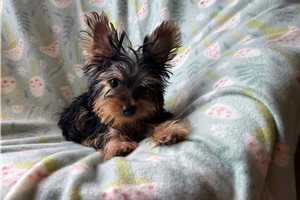 Felix - Yorkshire Terrier - Yorkie for sale