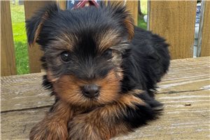 Diego - puppy for sale