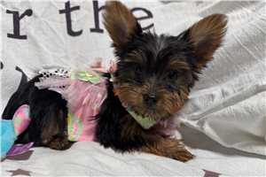 Emily - Yorkshire Terrier - Yorkie for sale