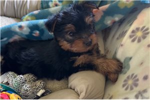 Felix - Yorkshire Terrier - Yorkie for sale