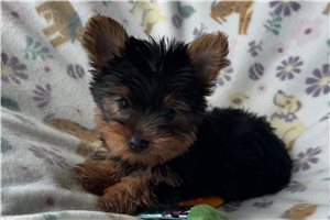 Felix - Yorkshire Terrier - Yorkie for sale