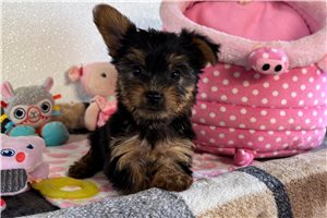 Emily - Yorkshire Terrier - Yorkie for sale