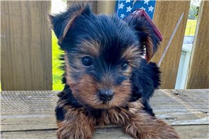 Dexter - Yorkshire Terrier - Yorkie for sale