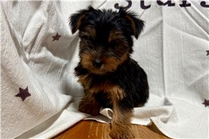 Keen - puppy for sale