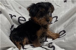 Keen - Yorkshire Terrier - Yorkie for sale
