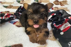 Catapult - Yorkshire Terrier - Yorkie for sale