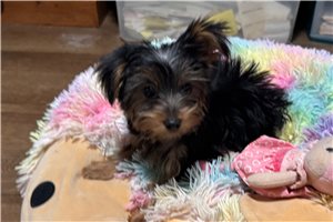 Keen - puppy for sale