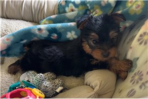 Felix - Yorkshire Terrier - Yorkie for sale