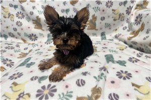 Emily - Yorkshire Terrier - Yorkie for sale