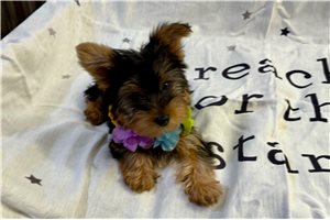 Naomi - Yorkshire Terrier - Yorkie for sale