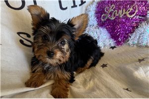 Delta - puppy for sale