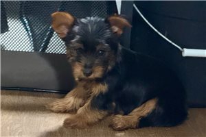 Keanu - Yorkshire Terrier - Yorkie for sale