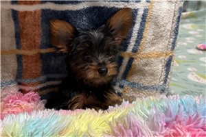 Keanu - Yorkshire Terrier - Yorkie for sale