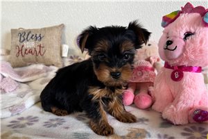 Erin - puppy for sale